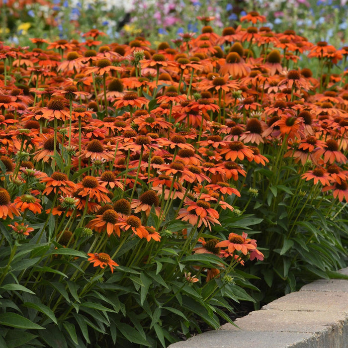 Echinacea 'PAS1308374'  - Artisan™ Soft Orange Coneflower - Shipped