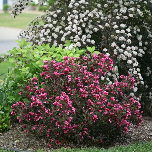 Wine & Roses® Weigela - Shipped