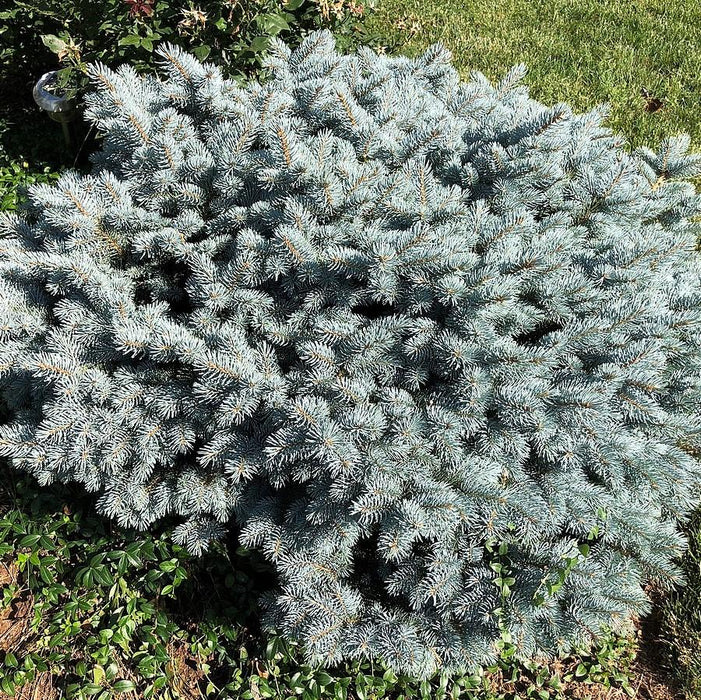 Picea pungens 'Globosa'  - Globe Blue Spruce - Shipped