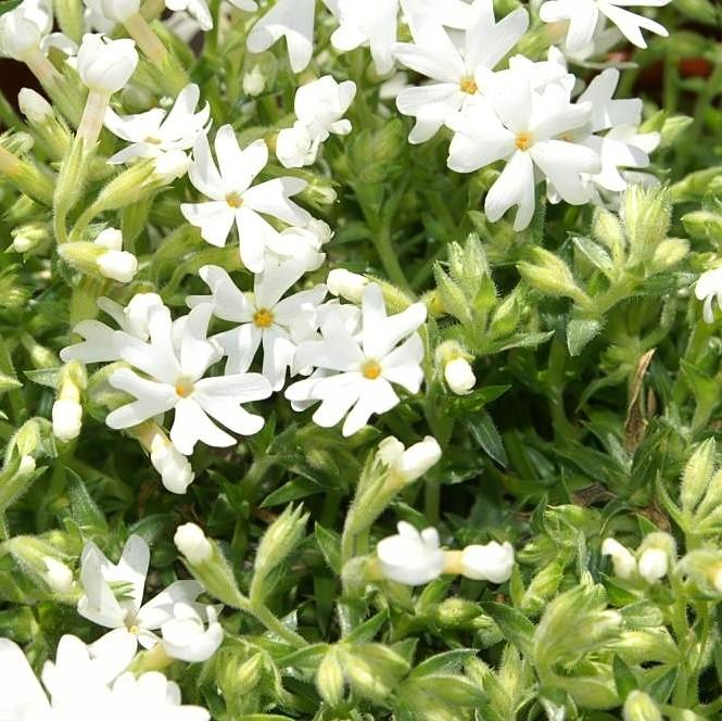 Snowflake Creeping Phlox - Shipped