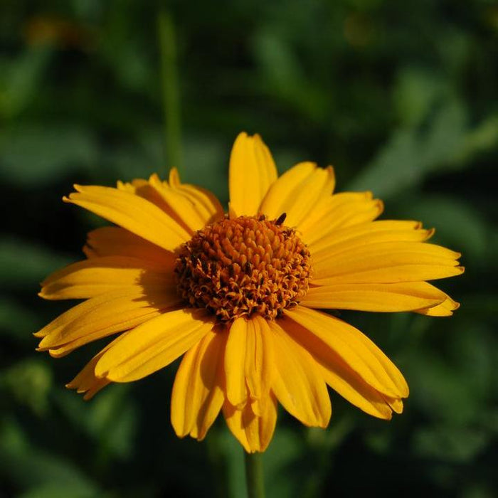 Heliopsis helianthoides 'Tuscan Sun'  - Tuscan Sun False Sunflower - Shipped