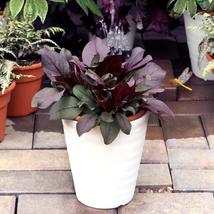 Penstemon digitalis 'TNPENDB'  - DAKOTA™ Burgundy Beardtongue - Shipped