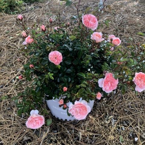 Apricot Drift® Rose - Shipped