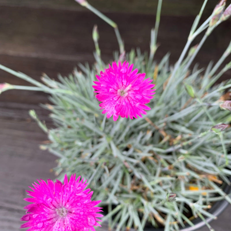 Firewitch Dianthus, Cheddar Pink - Shipped