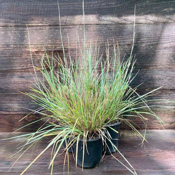 Schizachyrium scoparium 'The Blues'  - The Blues Little Bluestem - Shipped