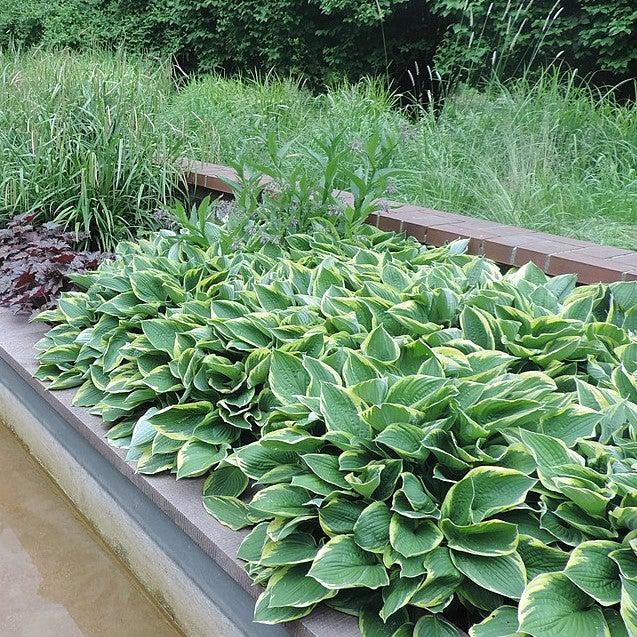 First Frost Hosta - Shipped