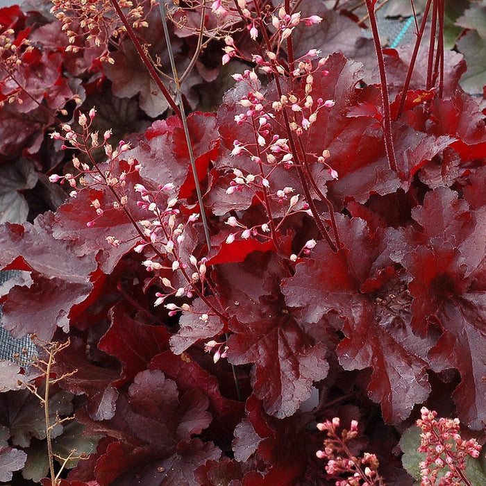 Heuchera x 'TNHEUFR'  - Forever® Red Heuchera, Coral Bells - Shipped
