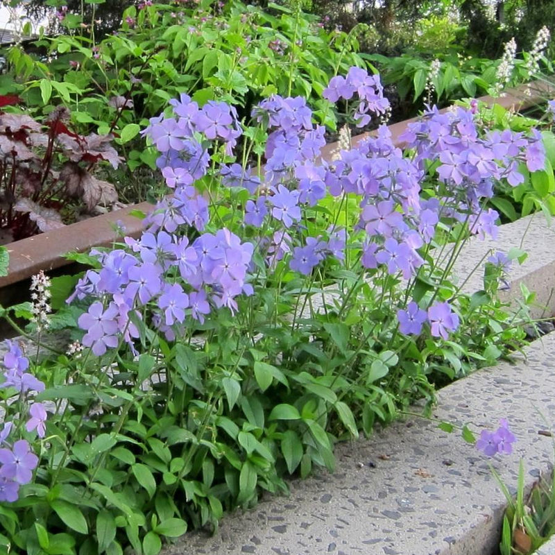 Blue Moon Woodland Phlox - Shipped