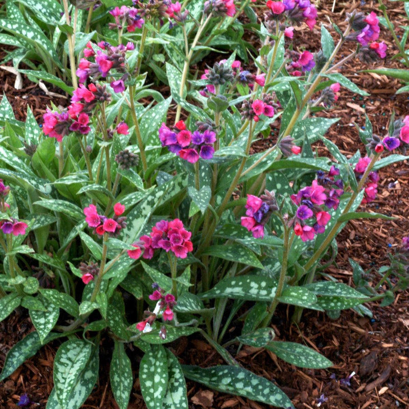 Raspberry Splash Lungwort - Shipped