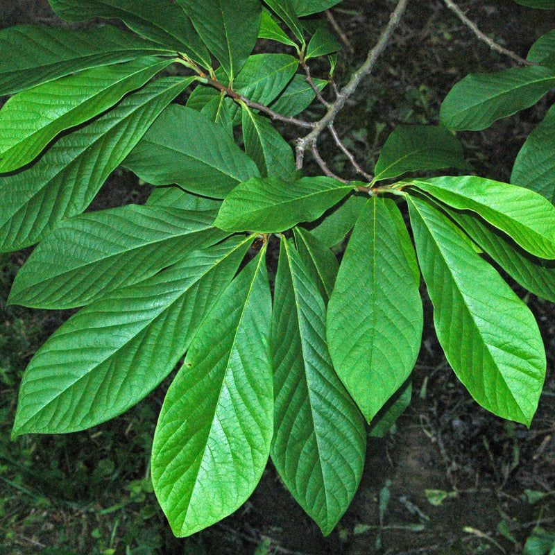 Common Pawpaw, Tall Pawpaw - Shipped