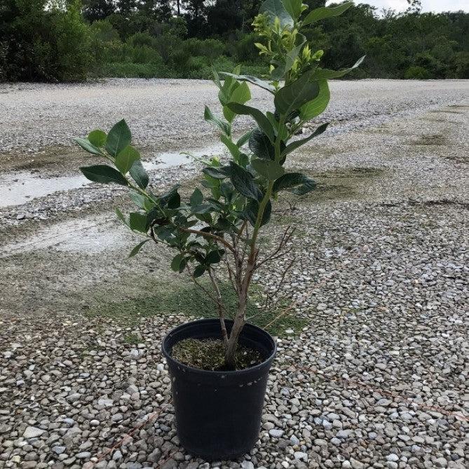 Vaccinium corymbosum 'Duke'  - Duke Highbush Blueberry - Shipped