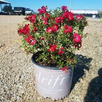 Red Drift® Rose - Shipped