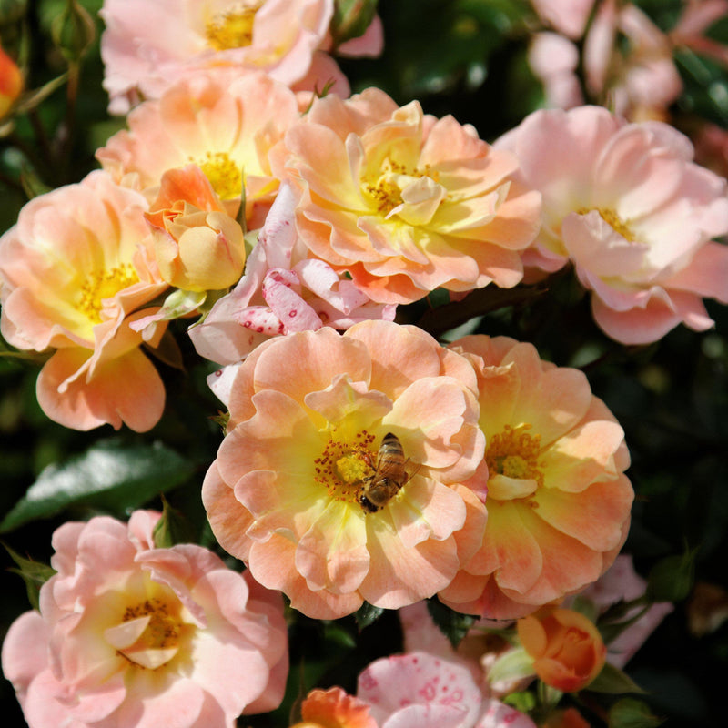 Peach Drift® Rose - Shipped