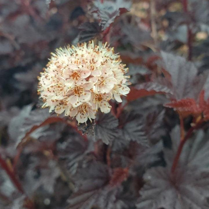 Physocarpus opulifolius 'SMNPMS'  - Summer Wine® Black Ninebark - Shipped