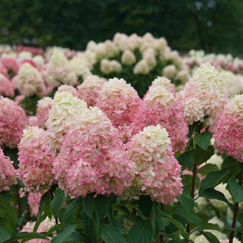Proven Winners® Limelight Prime® Hydrangea - Shipped