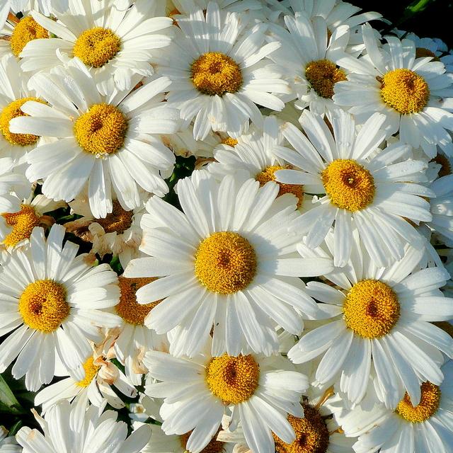 Becky Shasta Daisy - Shipped