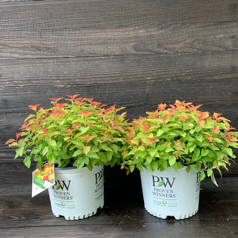 Double Play® Candy Corn® Spirea - Shipped