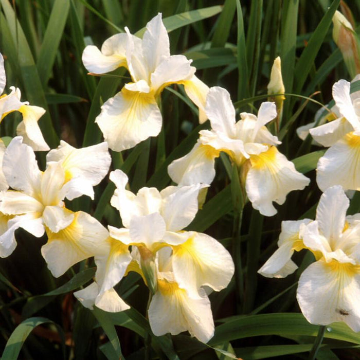 Iris sibirica 'Butter and Sugar'  - Butter and Sugar Siberian Iris - Shipped