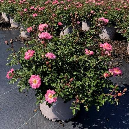 Rosa 'Meifranjin' PP 33,507  - Blushing Drift® Rose - Shipped