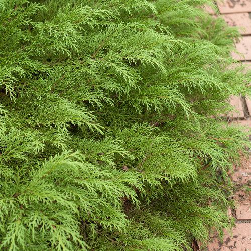 Celtic Pride® Siberian Cypress - Shipped