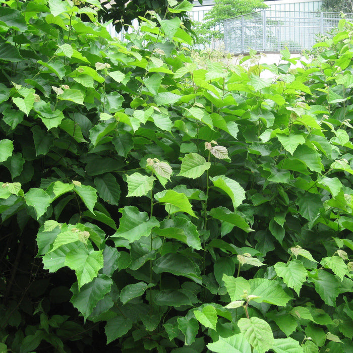 Corylus americana  - Hazelnut, American Filbert - Shipped