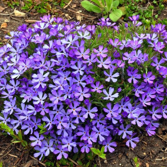 Violet Pinwheels Phlox - Shipped
