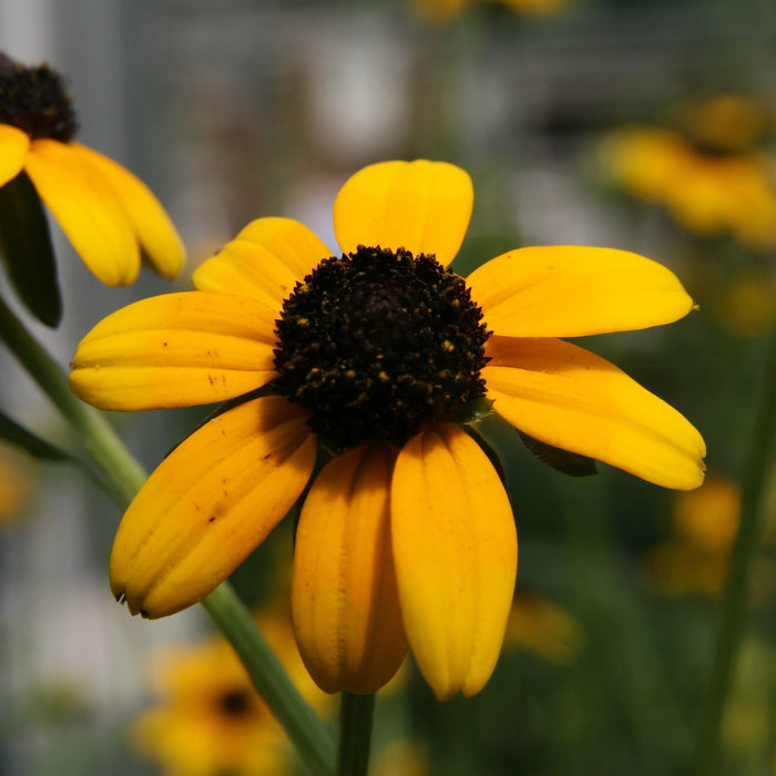Rudbeckia fulgida var. fulgida  - Black-Eyed Susan - Shipped