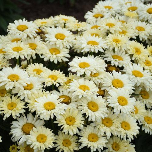 PW® Amazing Daisies® Banana Cream II Shasta Daisy - Shipped