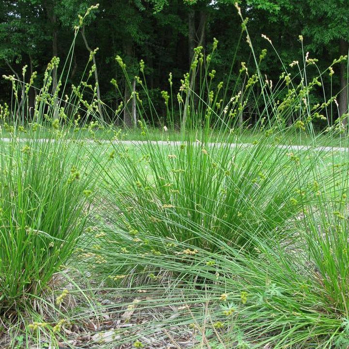 Carex bicknellii  - Prairie Sedge - Shipped
