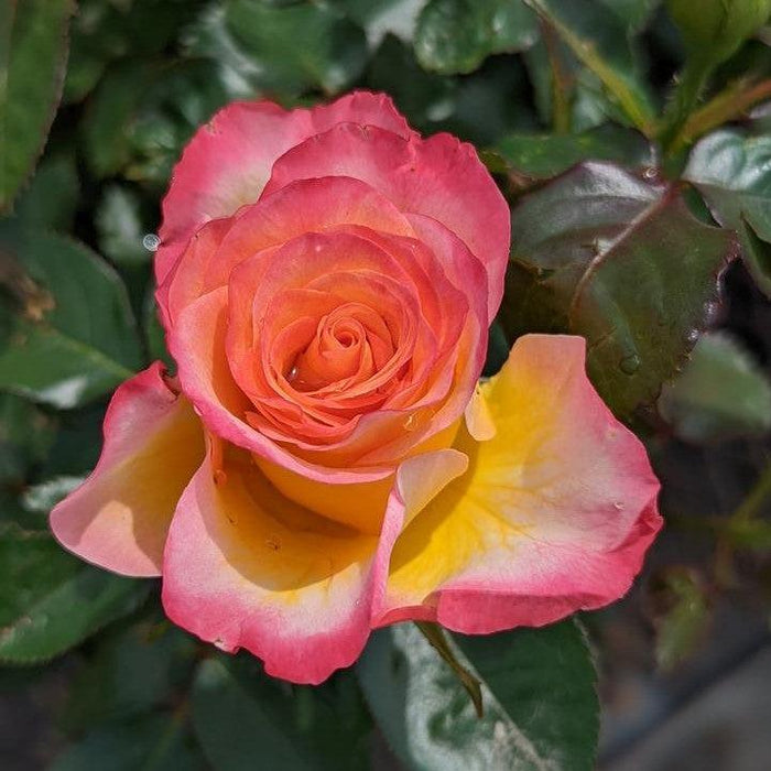 Rosa 'True Sincerity'  - True Sincerity Rose - Shipped