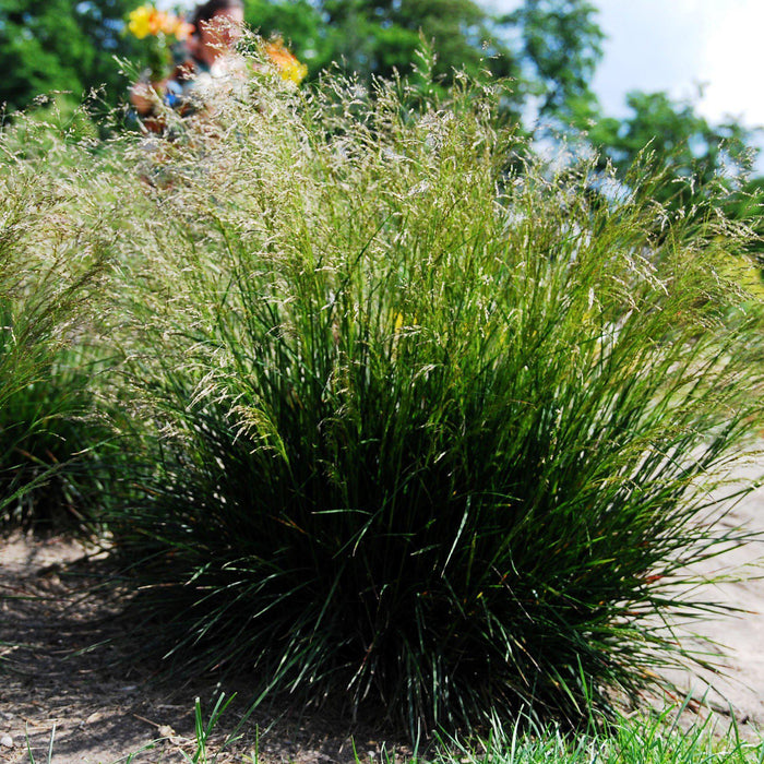 Deschampsia cespitosa  - Tufted Hairgrass - Shipped