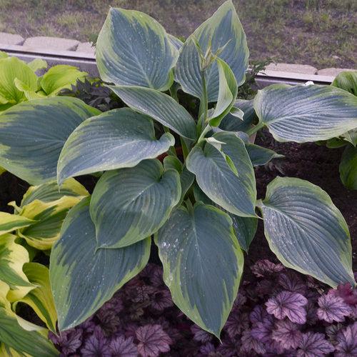 PW® Shadowland® Wu-La-La Hosta - Shipped
