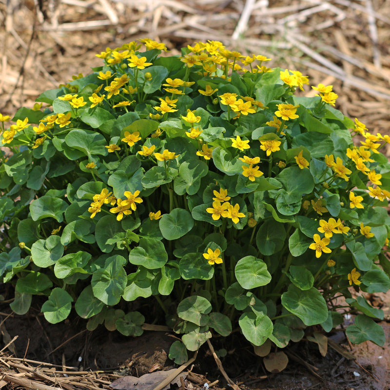 Marsh Marigold - Shipped