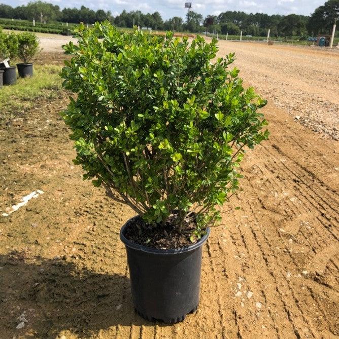Ilex crenata 'Compacta'  - Compact Japanese Holly - Shipped