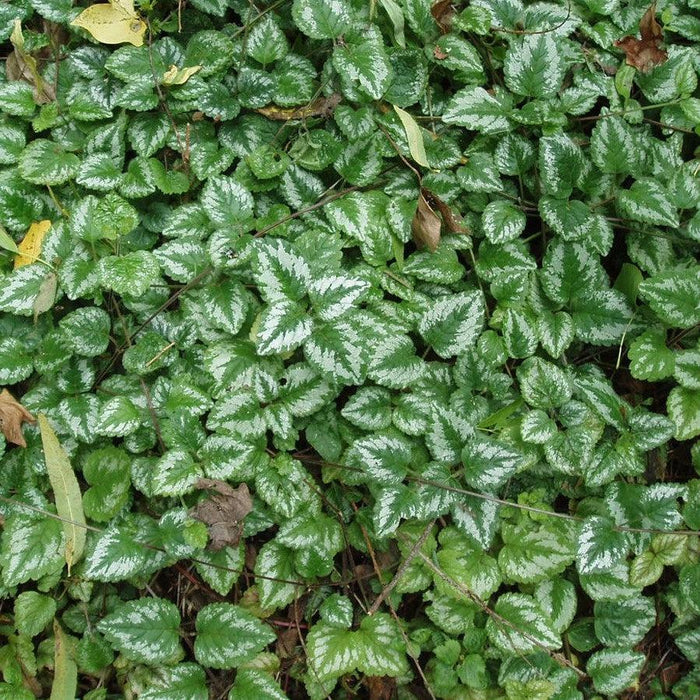 Lamiastrum galeobdolon 'Variegatum'  - Variegated Yellow Archangel - Shipped