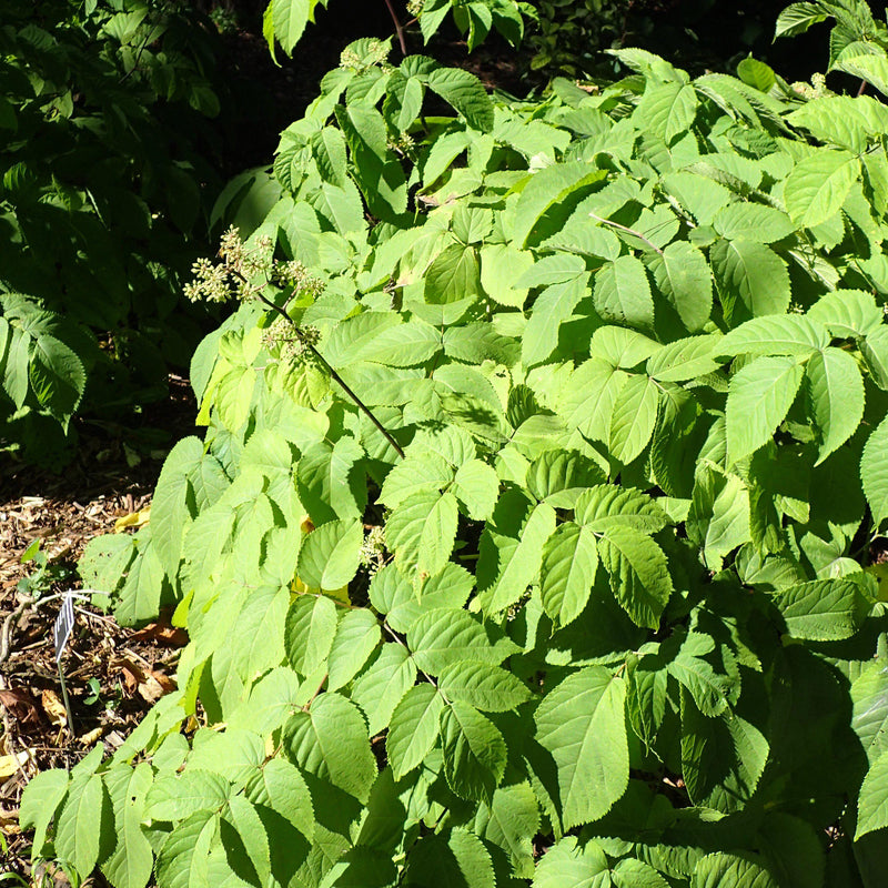 Sun King Golden Japanese Spikenard - Shipped