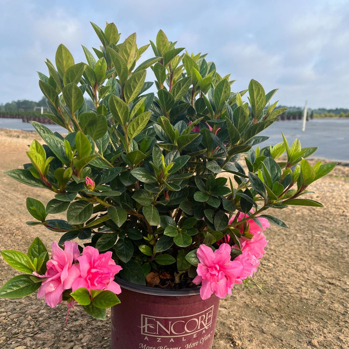 Rhododendron ‘Roblec’  - Encore® Autumn Carnation™ Azalea - Shipped