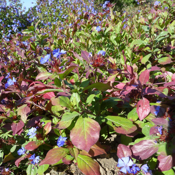 Ceratostigma plumbaginoides  - Hardy Plumbago, Leadwort - Shipped