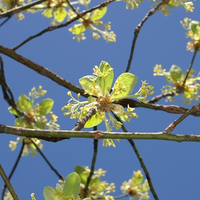 Sassafras albidum  - Sassafras - Shipped
