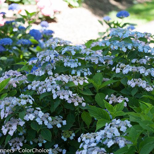 Tiny Tuff Stuff™ Hydrangea - Shipped