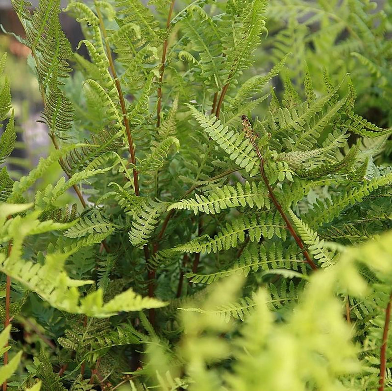 Lady in Red Fern, Northern Lady Fern - Shipped