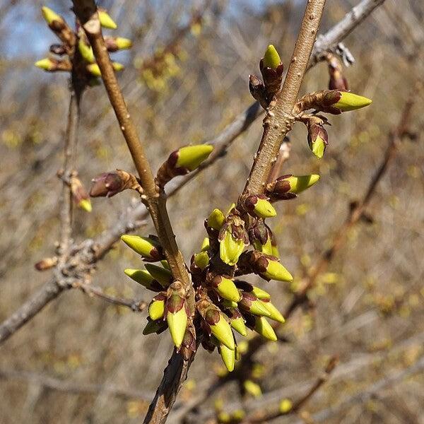 Forsythia x 'Meadowlark'  - Meadowlark Forsythia - Shipped