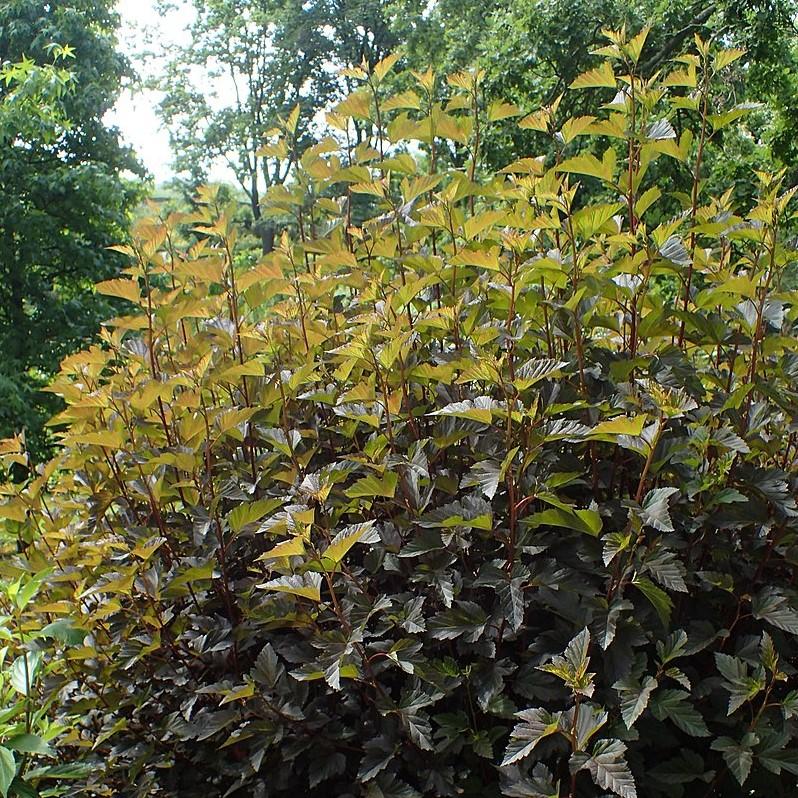Summer Wine® Ninebark - Shipped