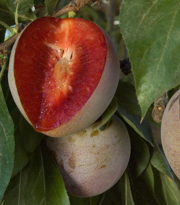 JAPANESE PLUM (PRUNUS )'ELEPHANT HEART' - In Store Pickup