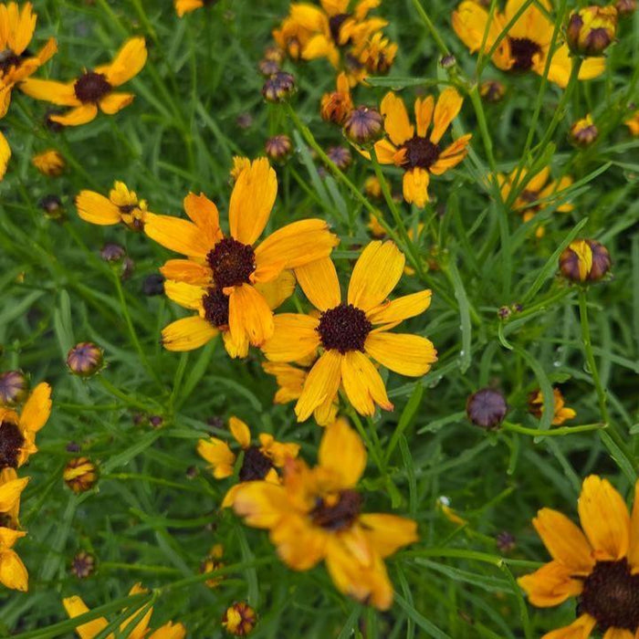 Coreopsis verticillata 'Butter Rum'  - Permathreads™ Butter Rum Coreopsis - Shipped