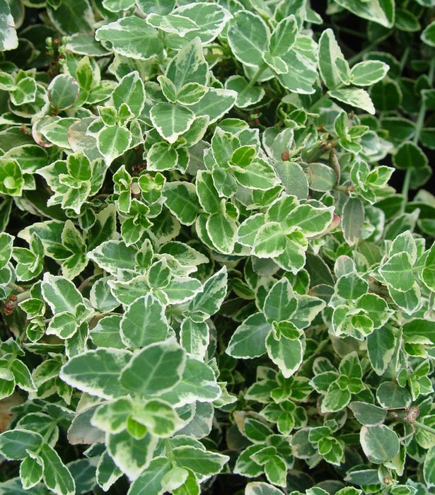 EUONYMUS FORTUNEI 'EMERALD GAITY' - In Store Pickup