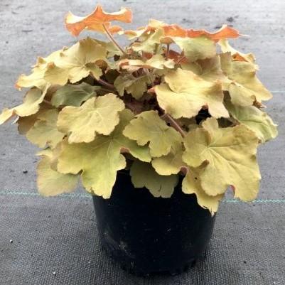 Heuchera 'Caramel' PP16,560  - Caramel Coral Bells, Heuchera - Shipped