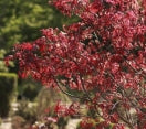 Japanese Maple (Acer palmatum) ´Emperor´ - In Store Pickup