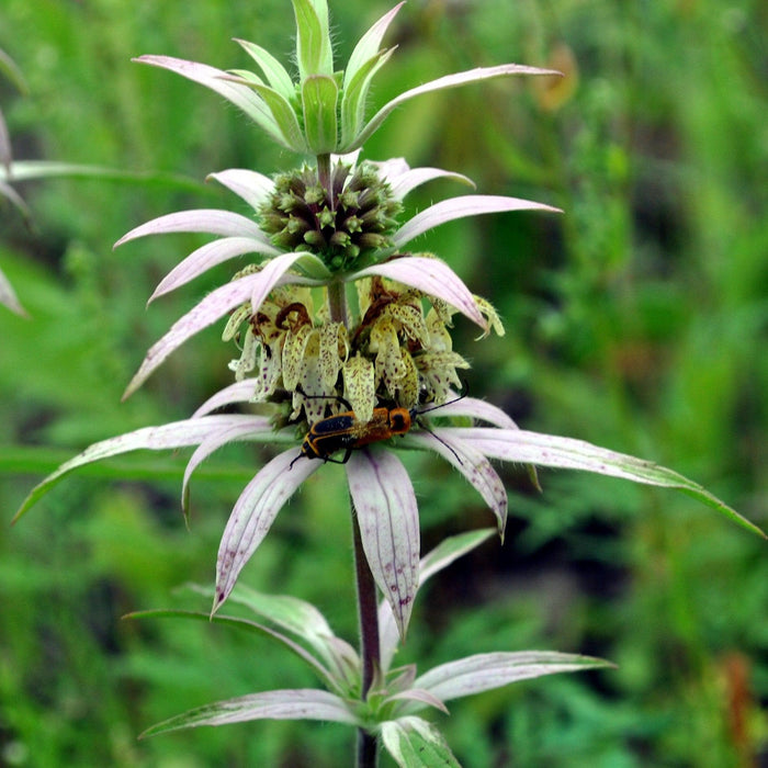 Monarda punctata  - Spotted Beebalm - Shipped