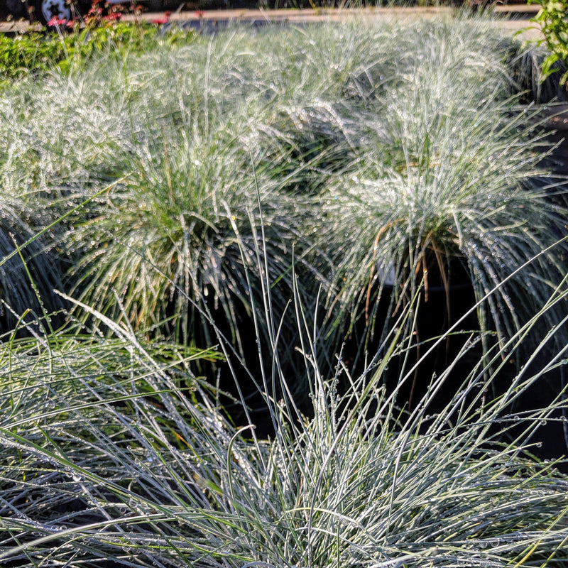 Blue Fescue - Shipped